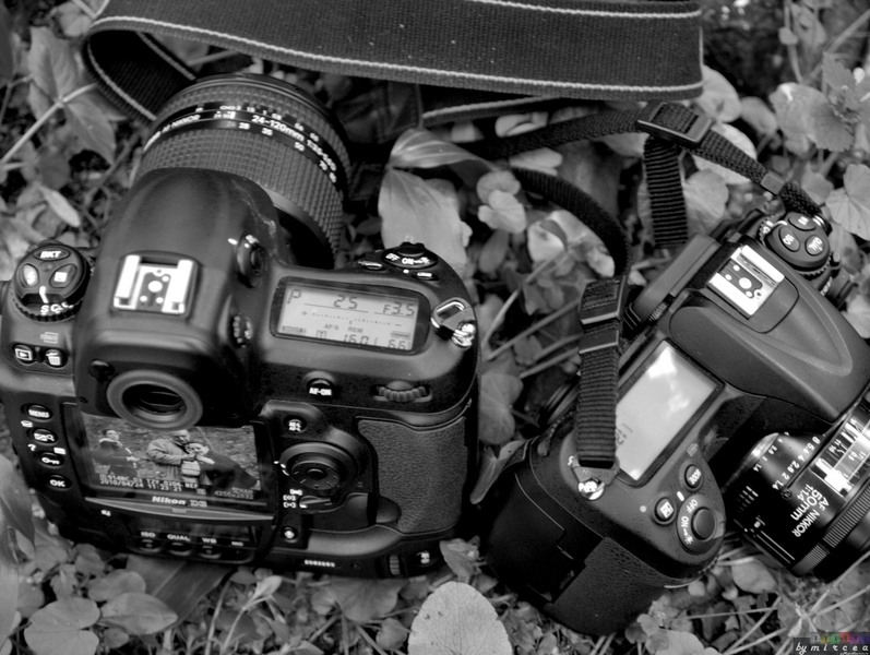 photo-141-padurea-cernica-aprilie-2010