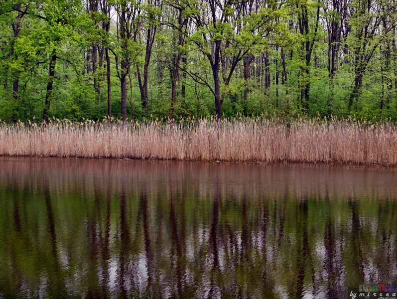 photo-146-padurea-cernica-aprilie-2010