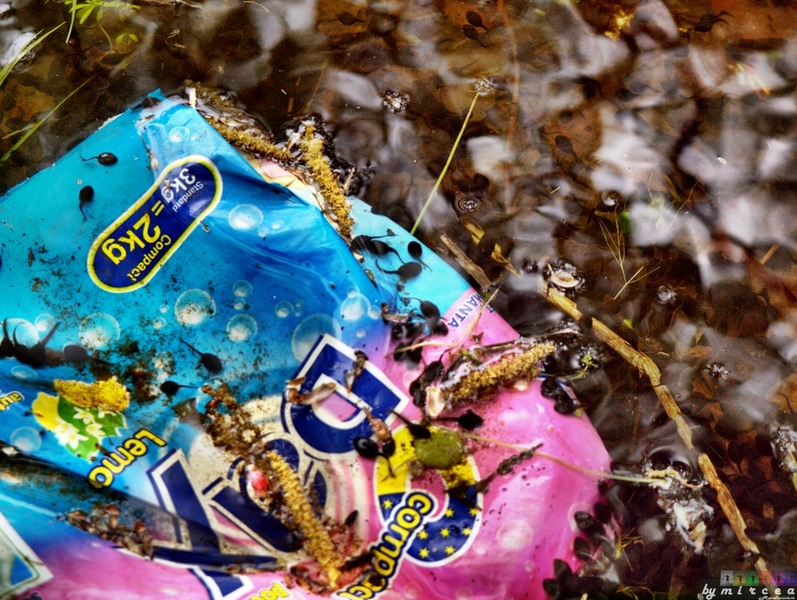 photo-152-padurea-cernica-aprilie-2010