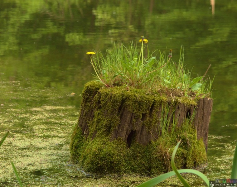 photo-156-padurea-cernica-aprilie-2010