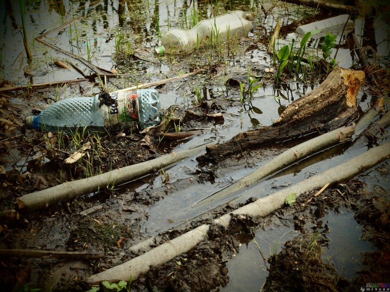 photo-158-padurea-cernica-aprilie-2010