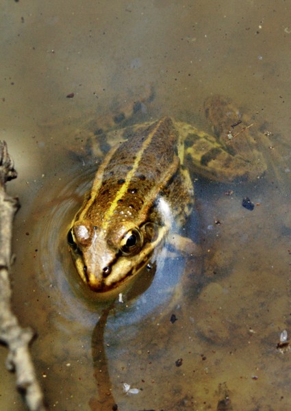 photo-232-padurea-cernica-aprilie-2010