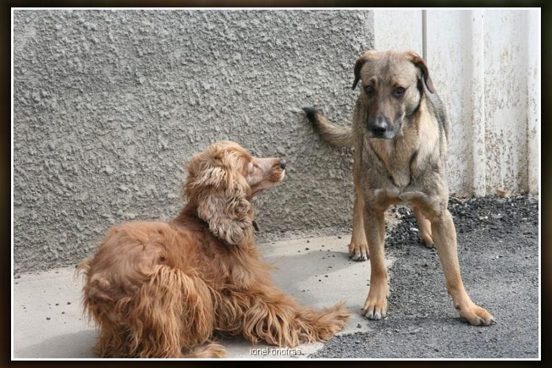 prieteni-fara-cuvinte