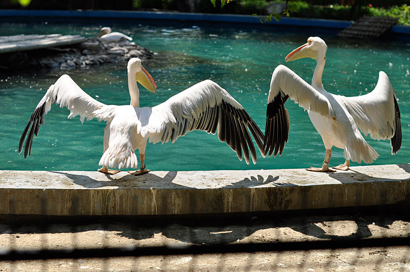 pelicani-cu-aripi-urat-taiate