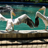 pelicani-cu-aripi-urat-taiate