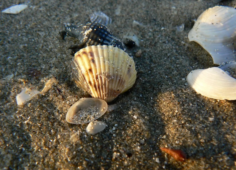 20090902_cdumitru_02