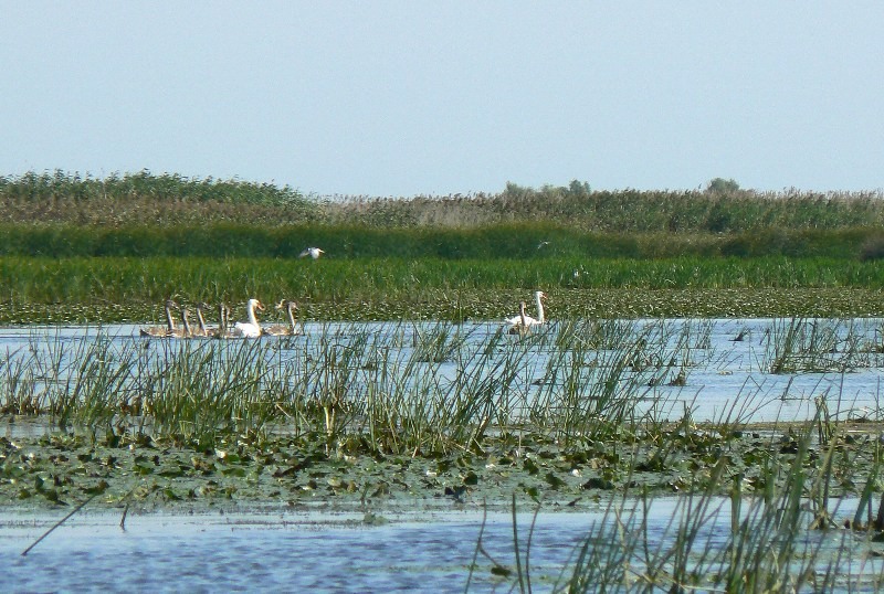 20090902_cdumitru_03