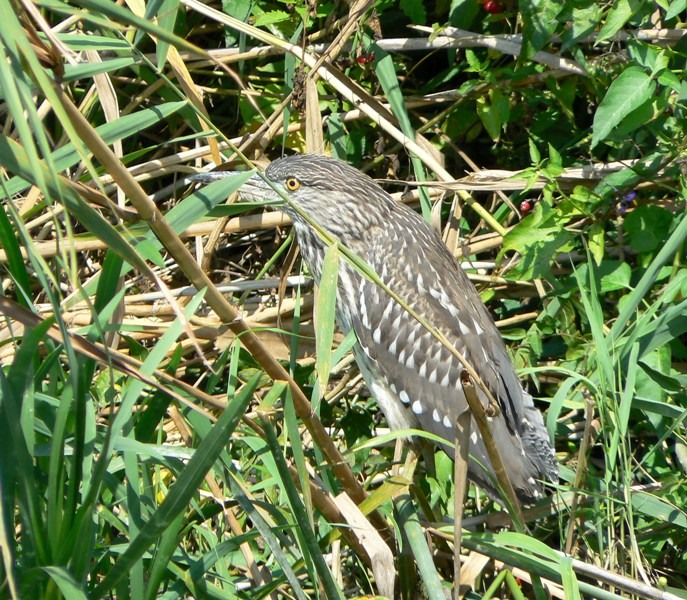 20090902_cdumitru_06