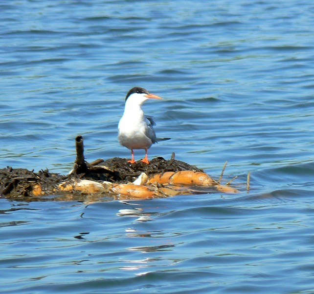 20090902_cdumitru_09