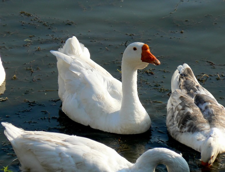 20090902_cdumitru_11