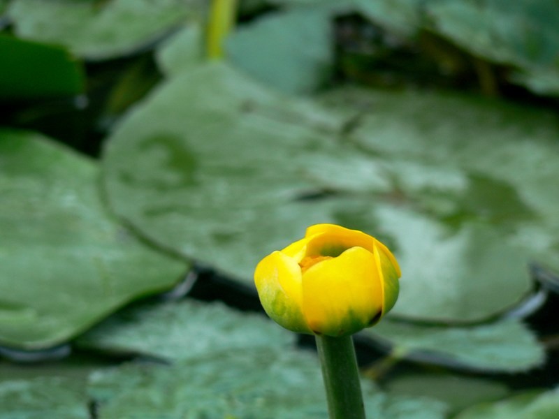 20090902_cdumitru_12