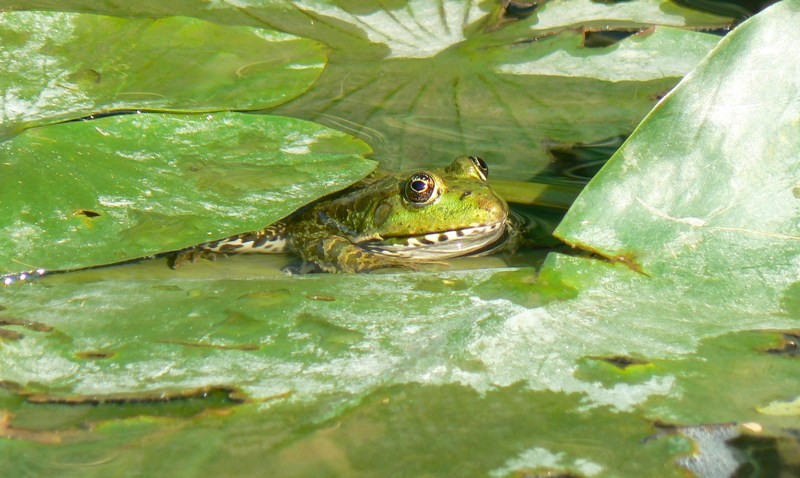 20090902_cdumitru_13