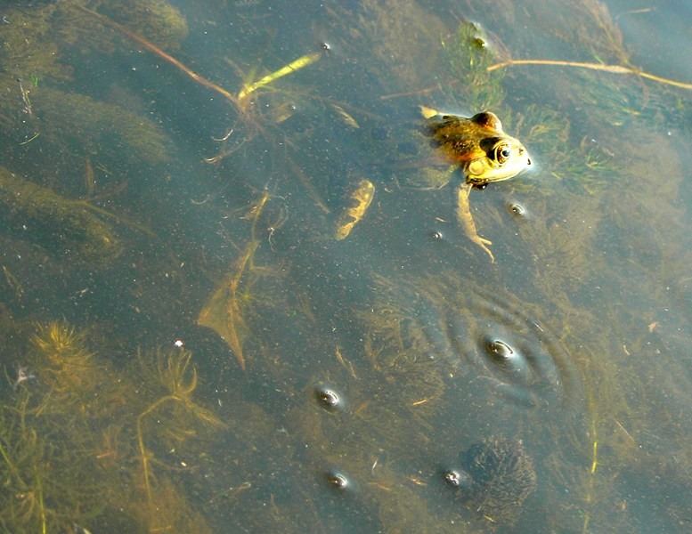 20090902_cdumitru_16