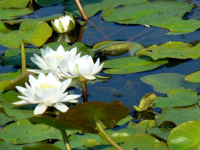 20090902_cdumitru_18