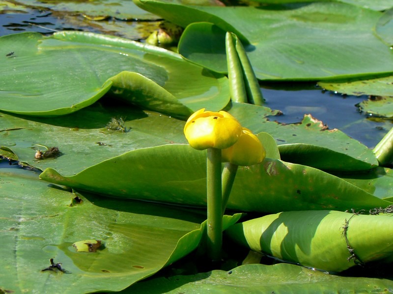 20090902_cdumitru_19