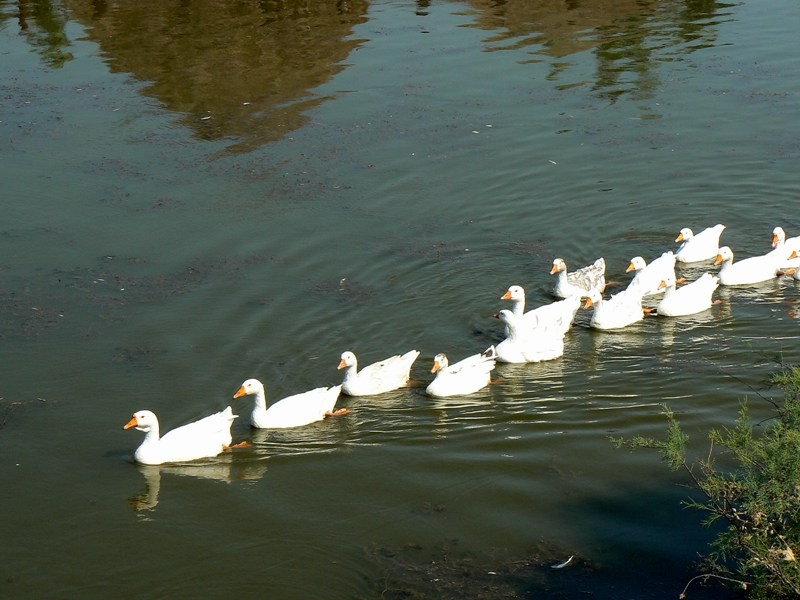 20090902_cdumitru_23