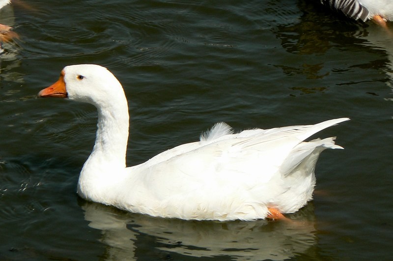 20090902_cdumitru_24