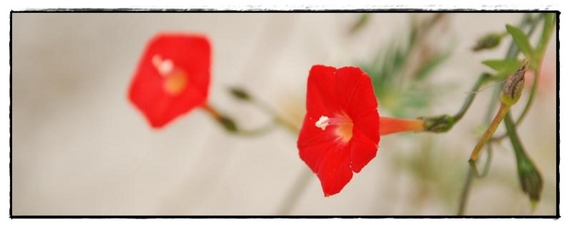 13-stelute-de-florijianu