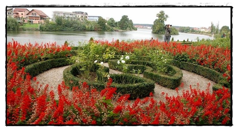 33-salvie-de-florijianu