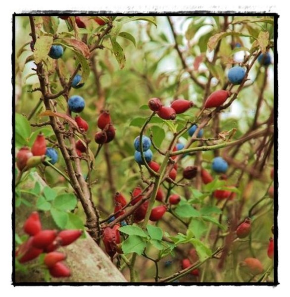 6-porumbe-si-macese-de-florijianu