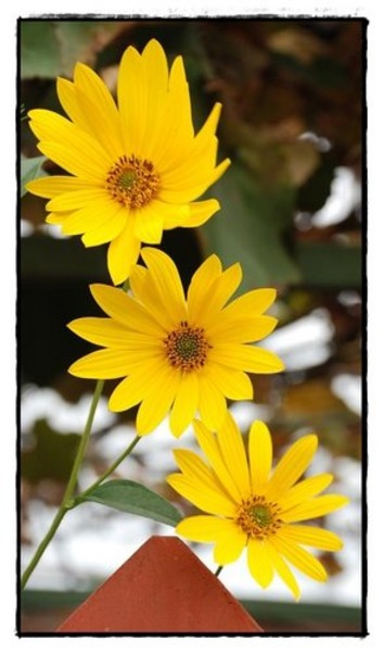 7-cucuietele-de-florijianu