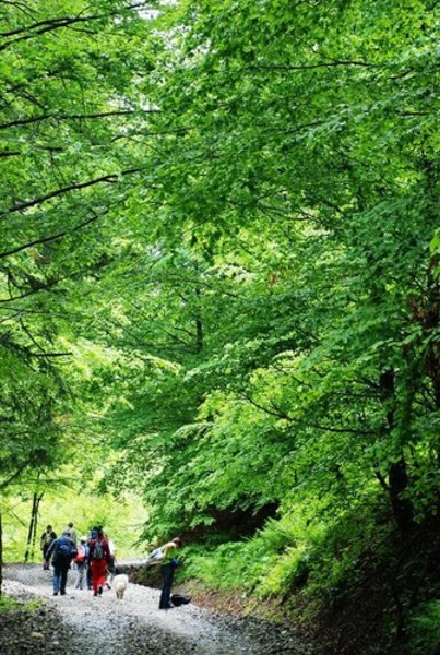 13-calatori-spre-valea-narciselor