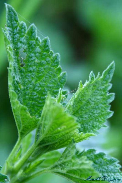 cernica-marcella-dragan-1