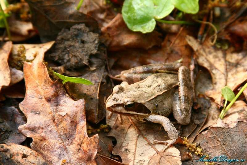 cernica-marcella-dragan-10