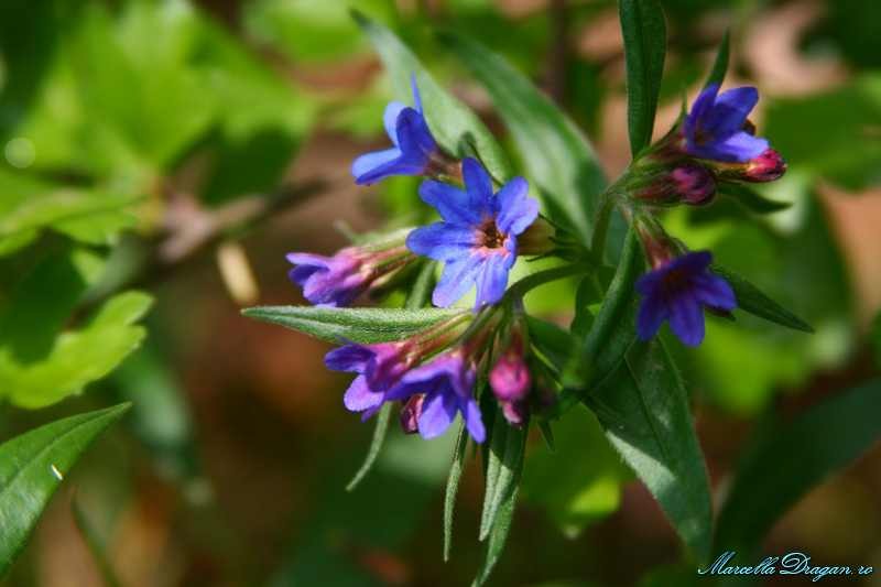 cernica-marcella-dragan-12