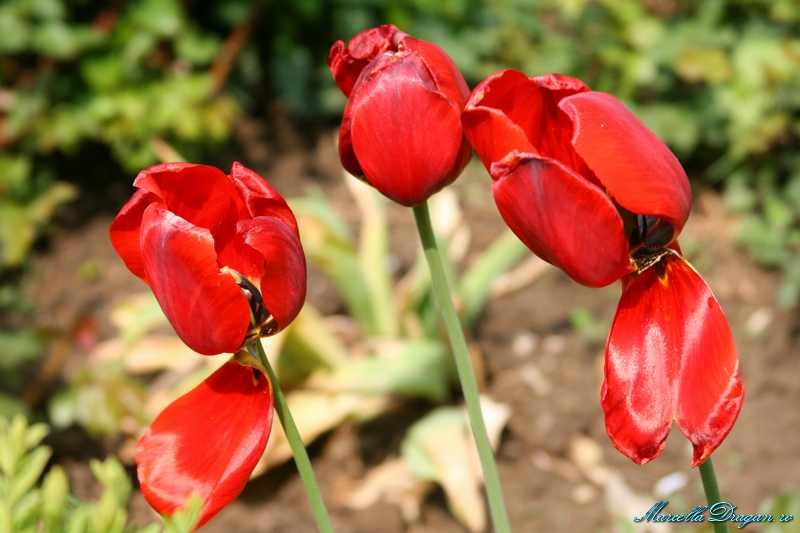 cernica-marcella-dragan-14