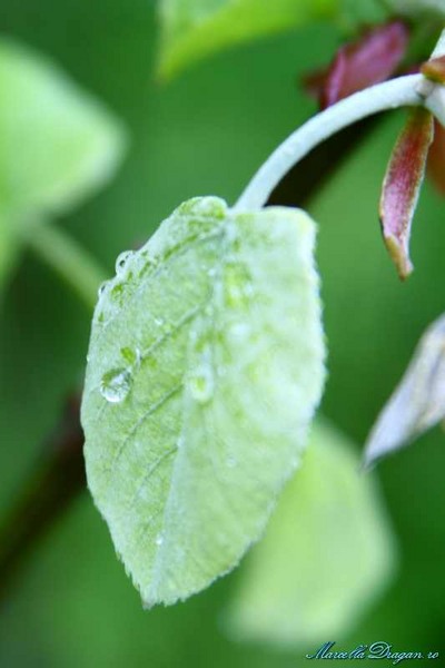 cernica-marcella-dragan-2