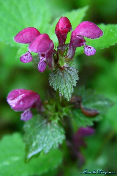 cernica-marcella-dragan-3