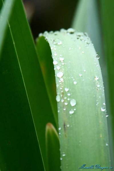 cernica-marcella-dragan-4