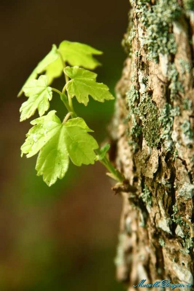 cernica-marcella-dragan-6