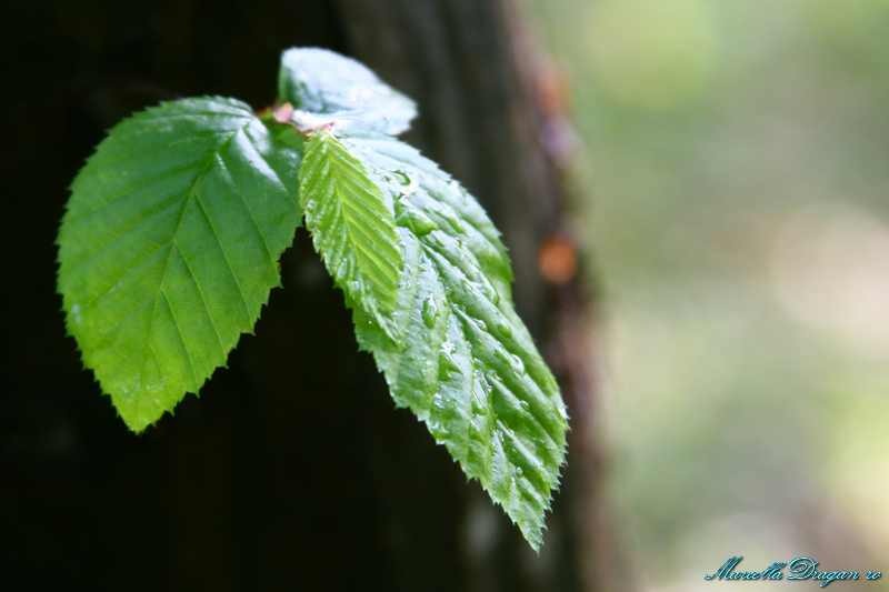 cernica-marcella-dragan-7