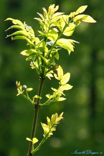 cernica-marcella-dragan-9