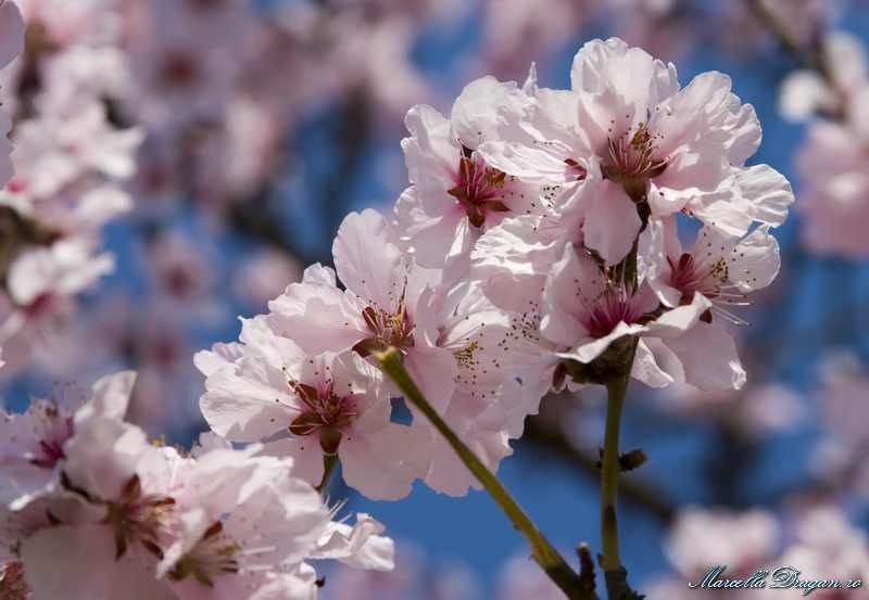 muzeu-aviatie-marcella-dragan-1