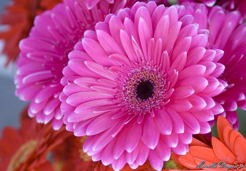 muzeu-aviatie-marcella-dragan-12