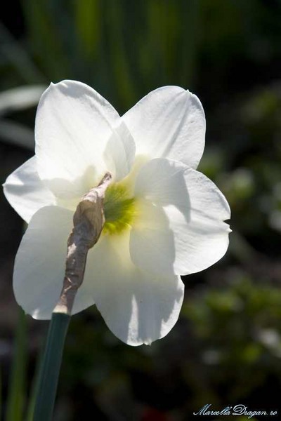 muzeu-aviatie-marcella-dragan-13