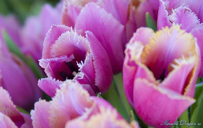 muzeu-aviatie-marcella-dragan-14