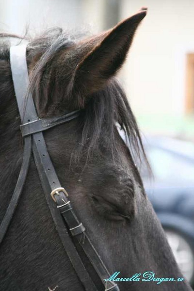 pastele-cailor-marcella-dragan-1