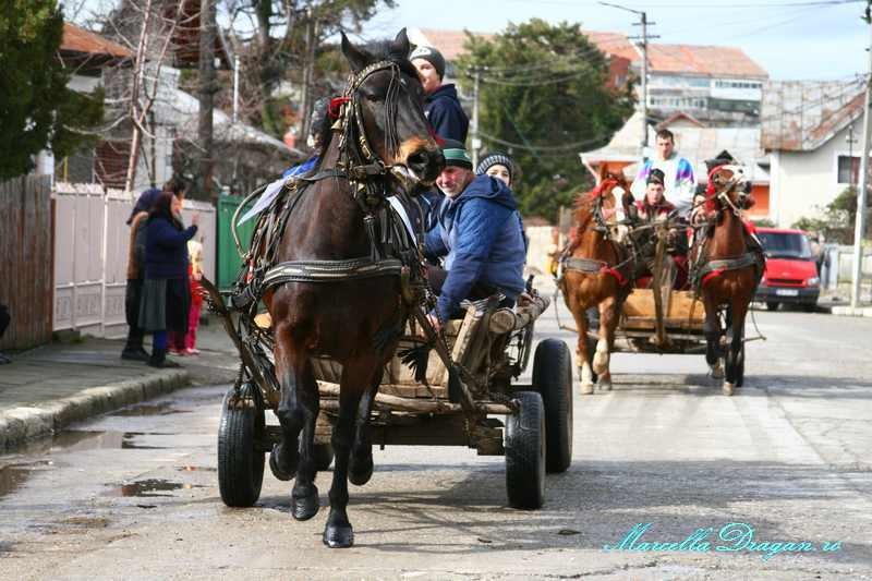 pastele-cailor-marcella-dragan-10