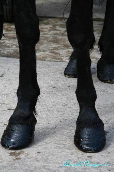 pastele-cailor-marcella-dragan-11