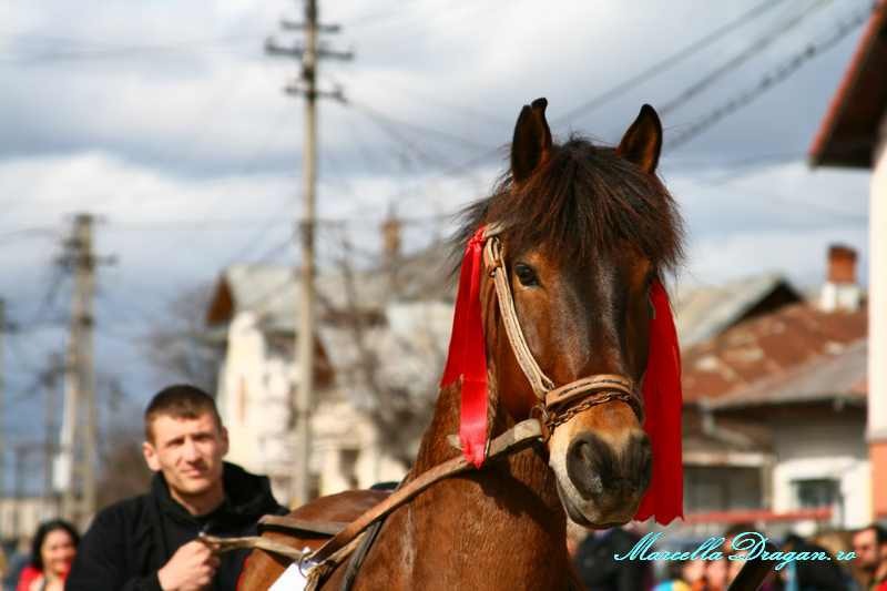 pastele-cailor-marcella-dragan-12