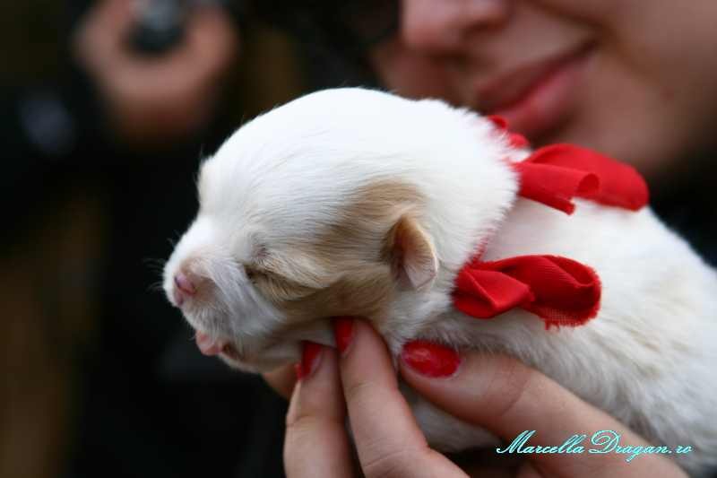 pastele-cailor-marcella-dragan-15