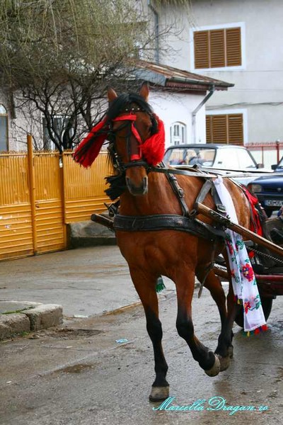 pastele-cailor-marcella-dragan-2