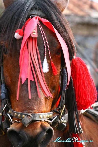 pastele-cailor-marcella-dragan-3