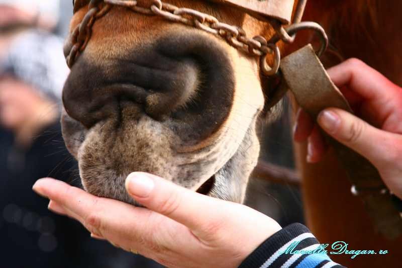 pastele-cailor-marcella-dragan-4