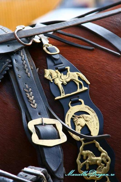 pastele-cailor-marcella-dragan-5