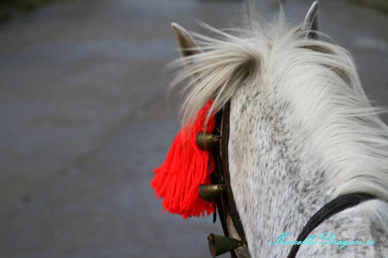 pastele-cailor-marcella-dragan-6